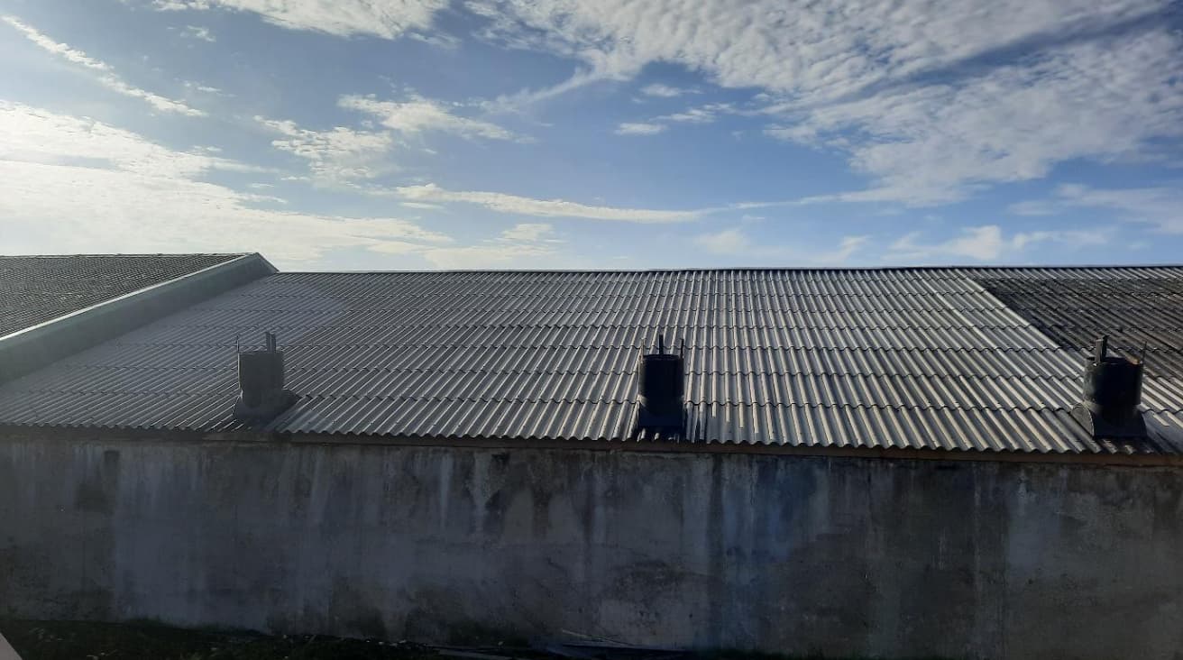 Toiture en fibro-ciment du bâtiment d'engraissement de Sizun avec ses nouvelles cheminées en polyester, après la reprise de la couverture